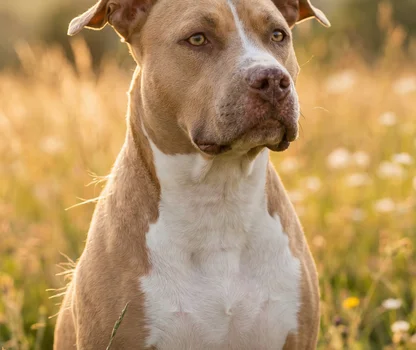 Terrier pit bull americano