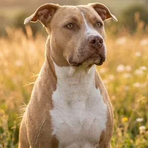 Terrier pit bull americano