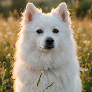 American Eskimo Dog