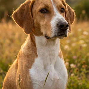 Foxhound americano