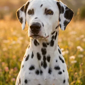 Dalmatian