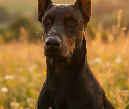 Doberman