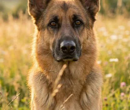 Perro pastor alemán